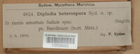 Diplodia heterospora image